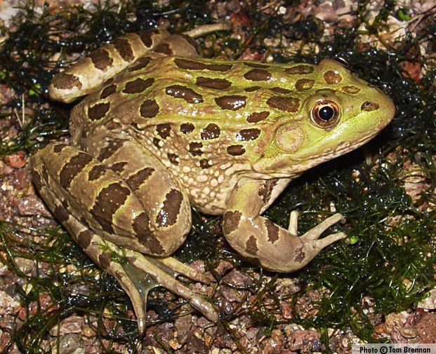 Hopi leery of wind farm's impact on sacred eagles - Chiricahua Leopard Frog
